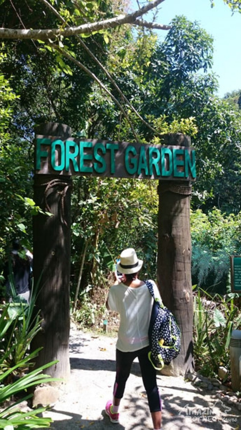 An encounter with the delightful orang utan